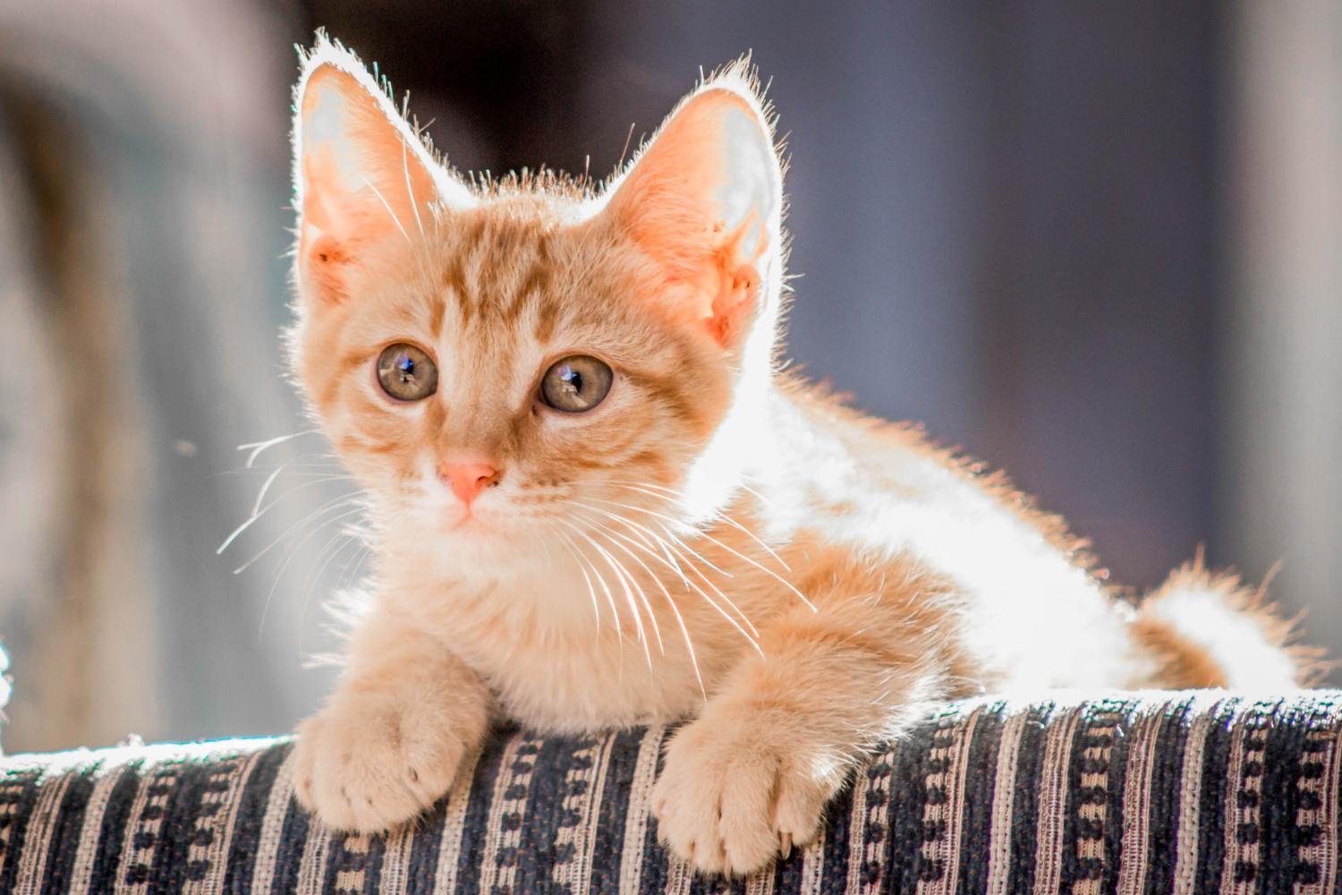 O que é essa história de “licença de gato” na Emilia-Romagna: vamos esclarecer