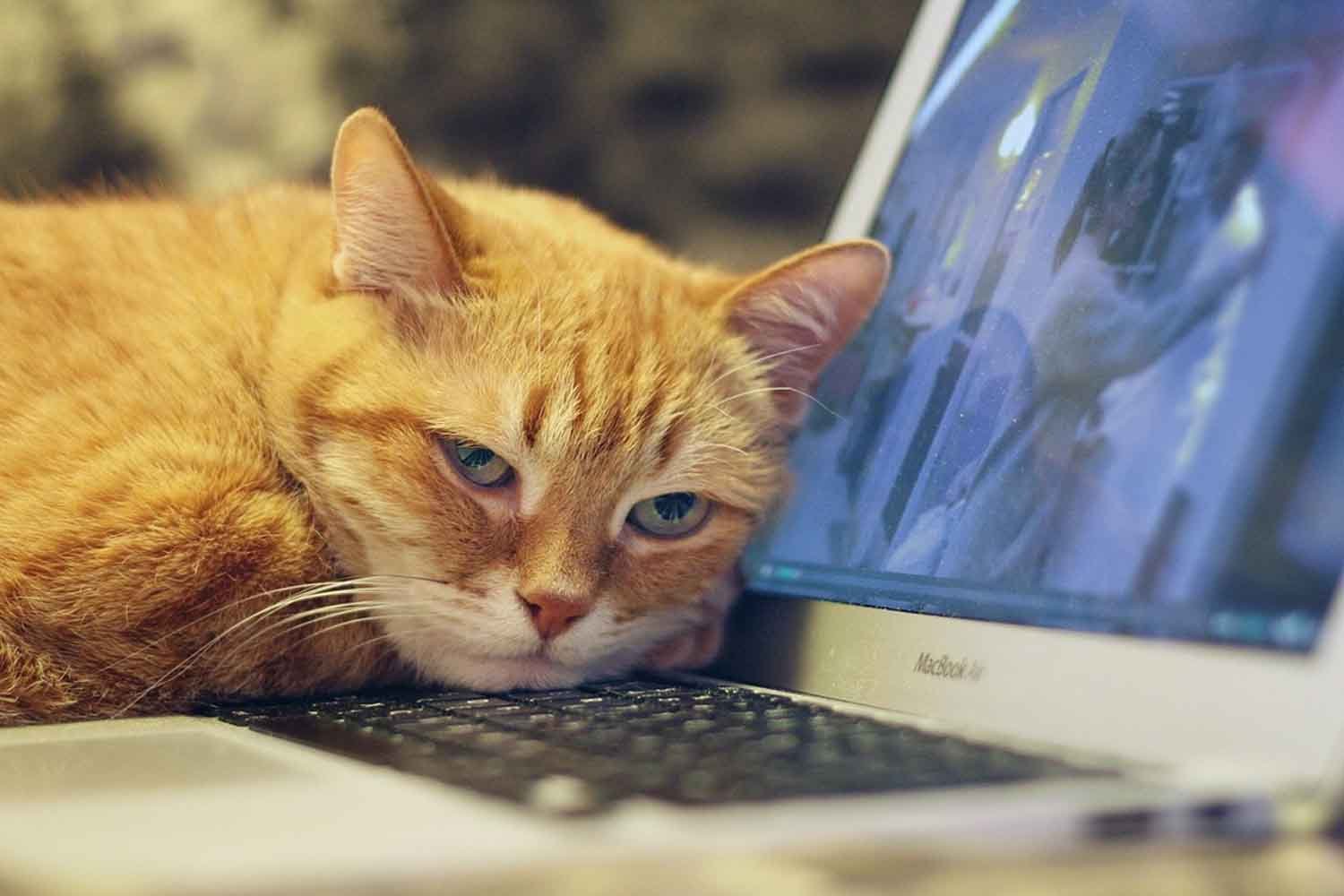 Gatos e trabalho inteligente: o que acontece na cabeça deles quando você trabalha em casa?