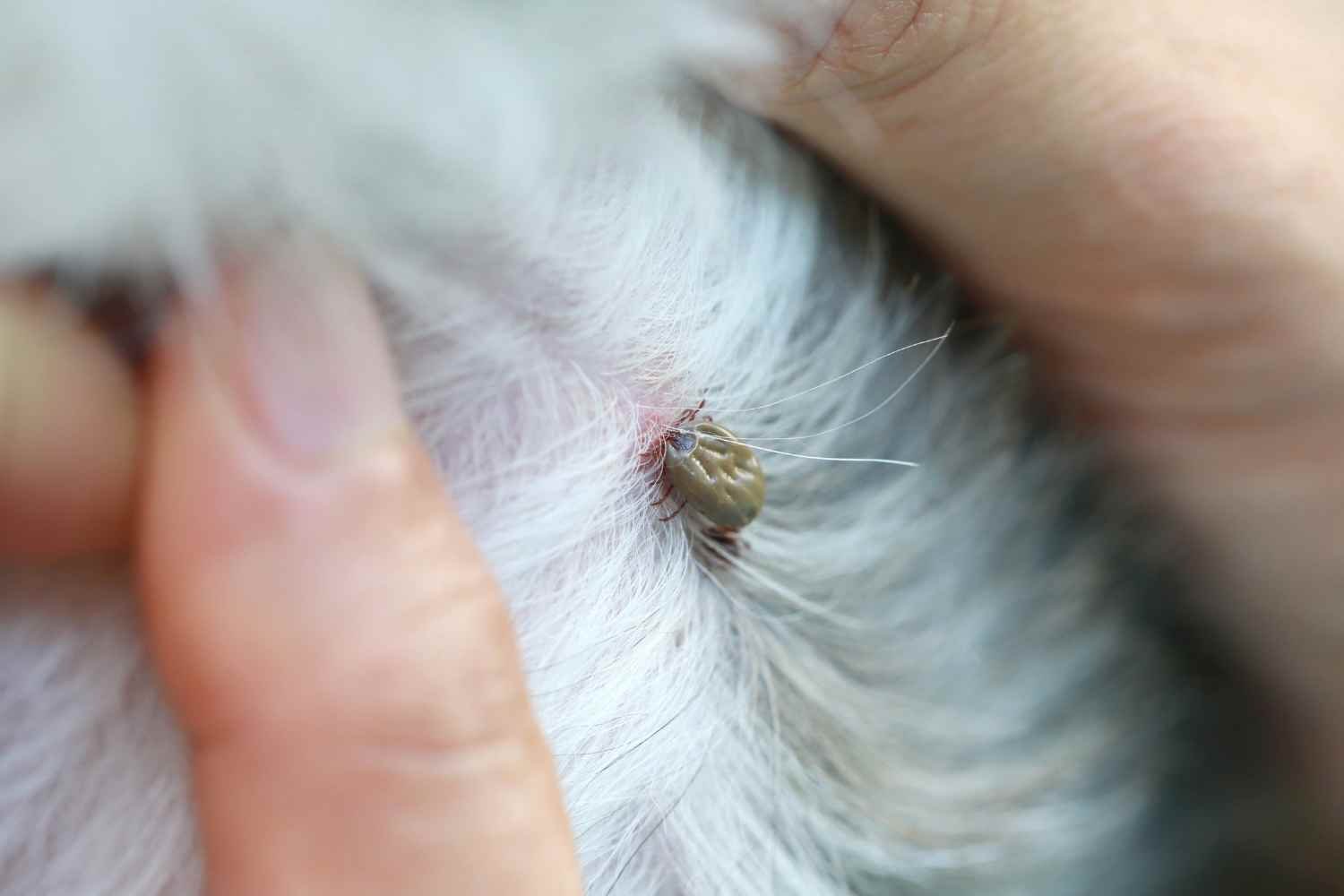 Sou veterinário e digo o que você realmente deve fazer quando encontrar um carrapato em seu cão ou gato