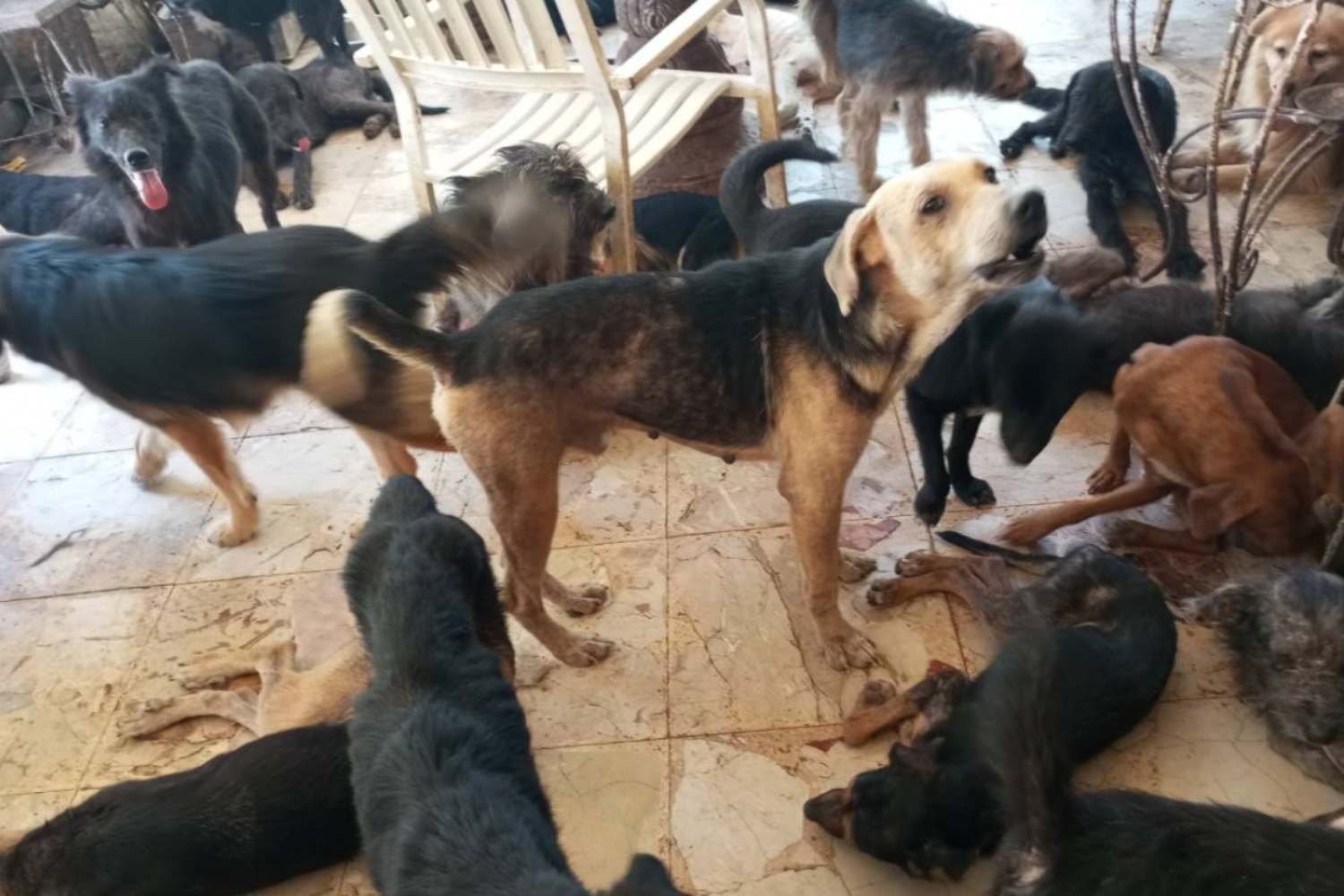 Fazenda de terror em Palermo: mais de 100 cães (amontoados em fezes e sujeira) apreendidos de dois colecionadores em série