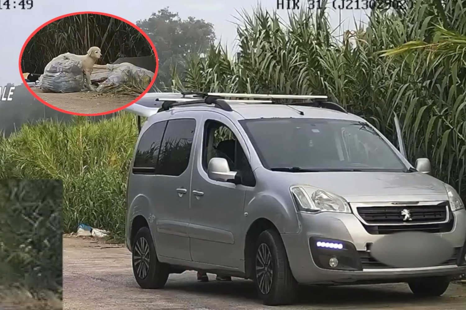 Ele abandona lixo tóxico e um cachorrinho ao sol: enquadrado por câmeras na Campânia (mas há final feliz para o cachorrinho)