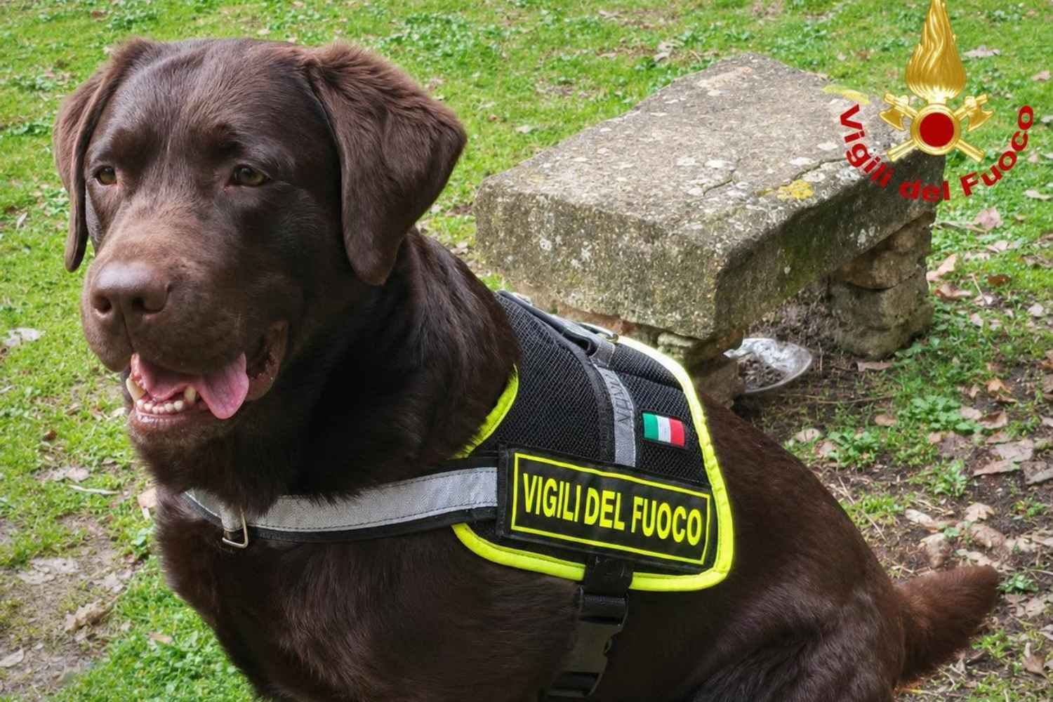 Adeus Allyson, o cão herói do Corpo de Bombeiros morreu: salvou vidas nos escombros da ponte Morandi