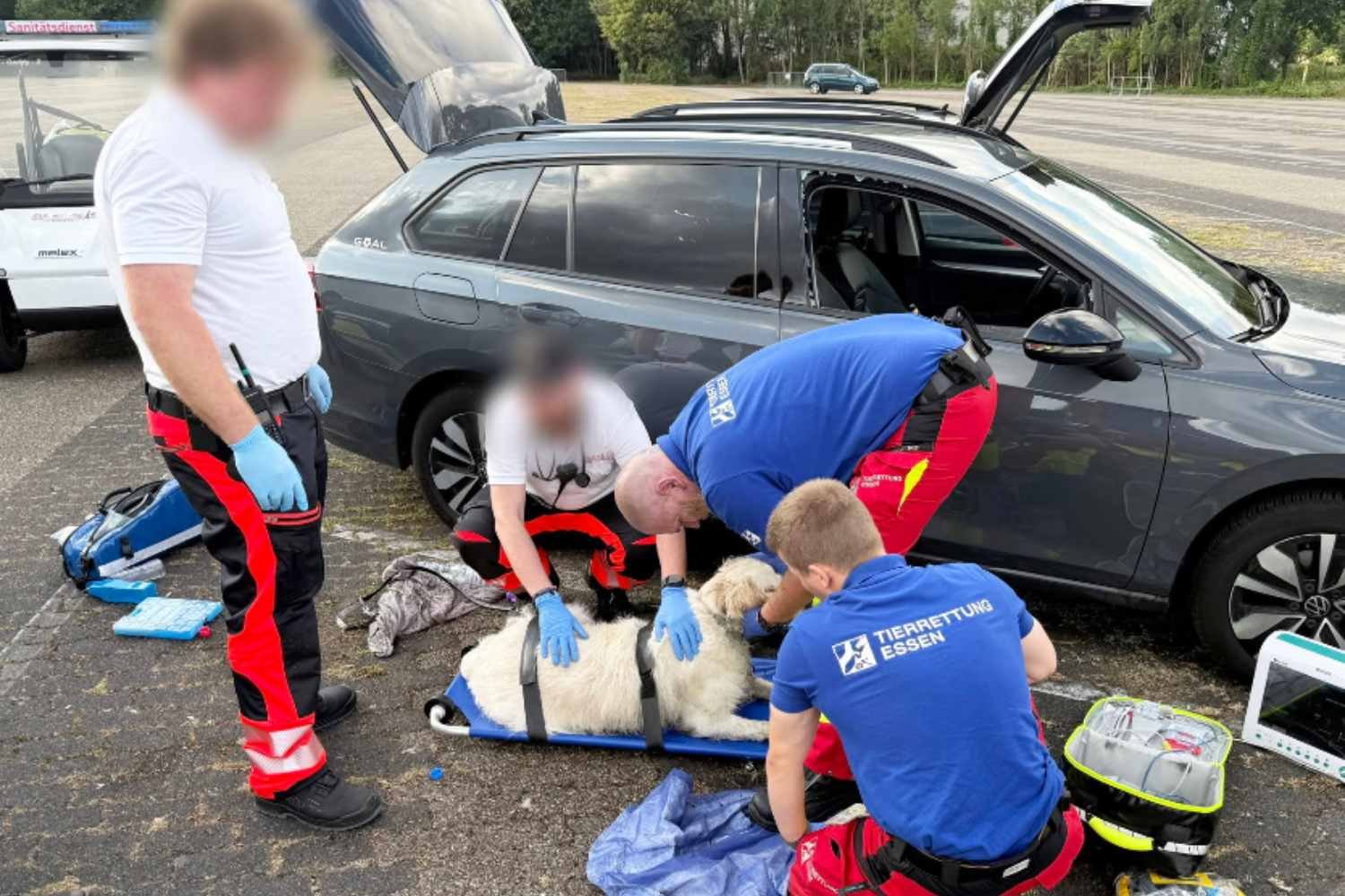 Eles deixam o cachorro trancado no carro por 8 horas ao sol para ir ao parque de diversões: salvo por um turista in extremis