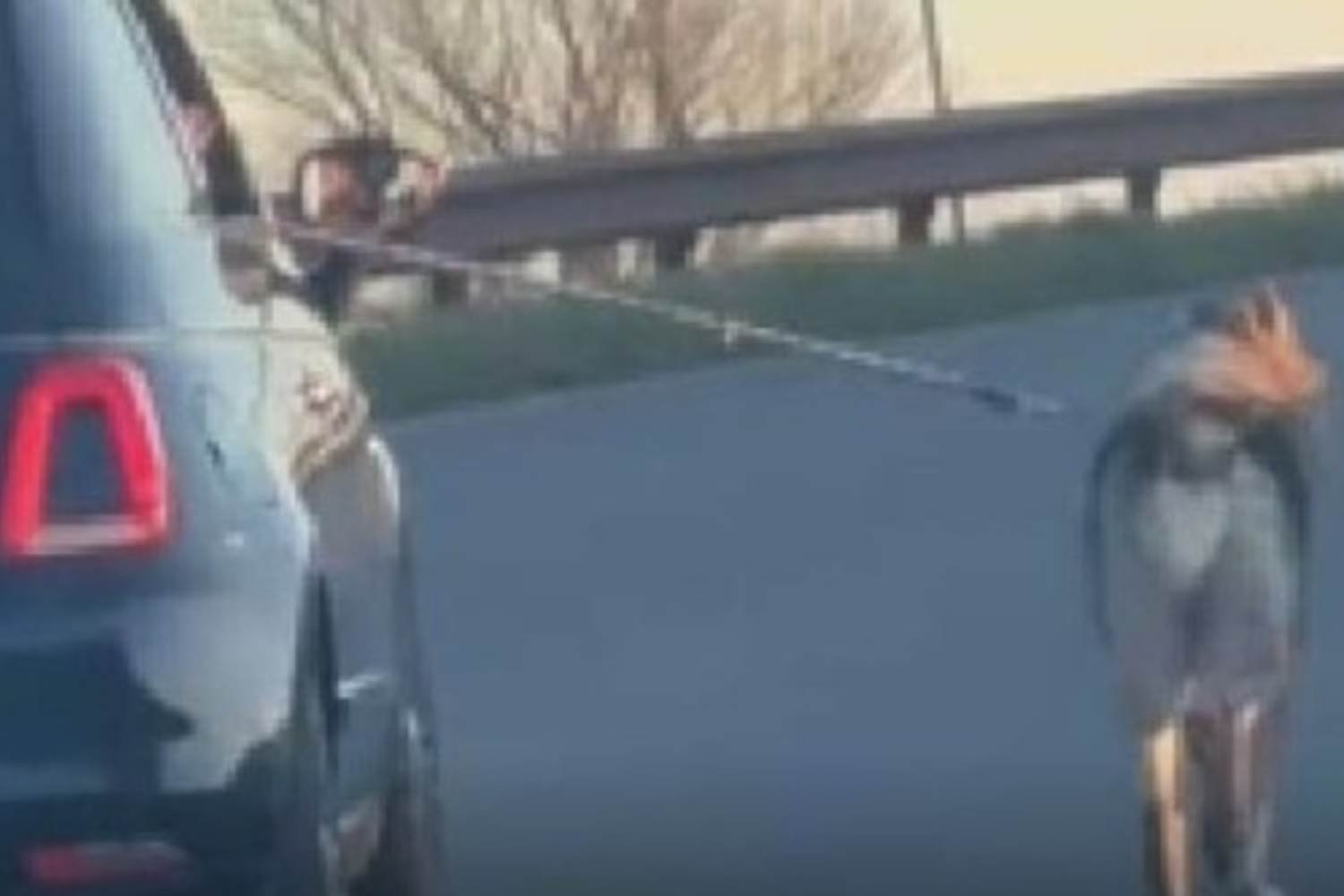 Cachorro amarrado em carro e arrastado sangrando pela rua: só multa para os responsáveis ​​por essa barbárie