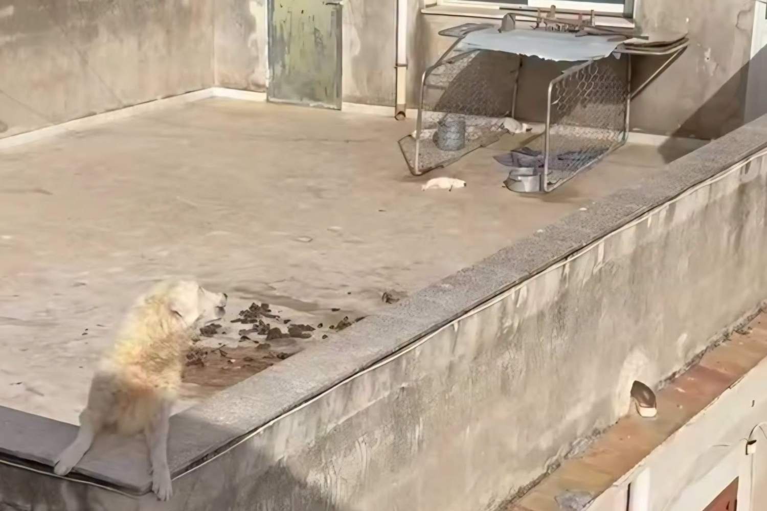 Nove cães abandonados no terraço sob o sol com mais de 40°C: quatro cachorrinhos morreram em meio a um sofrimento atroz na região de Agrigento