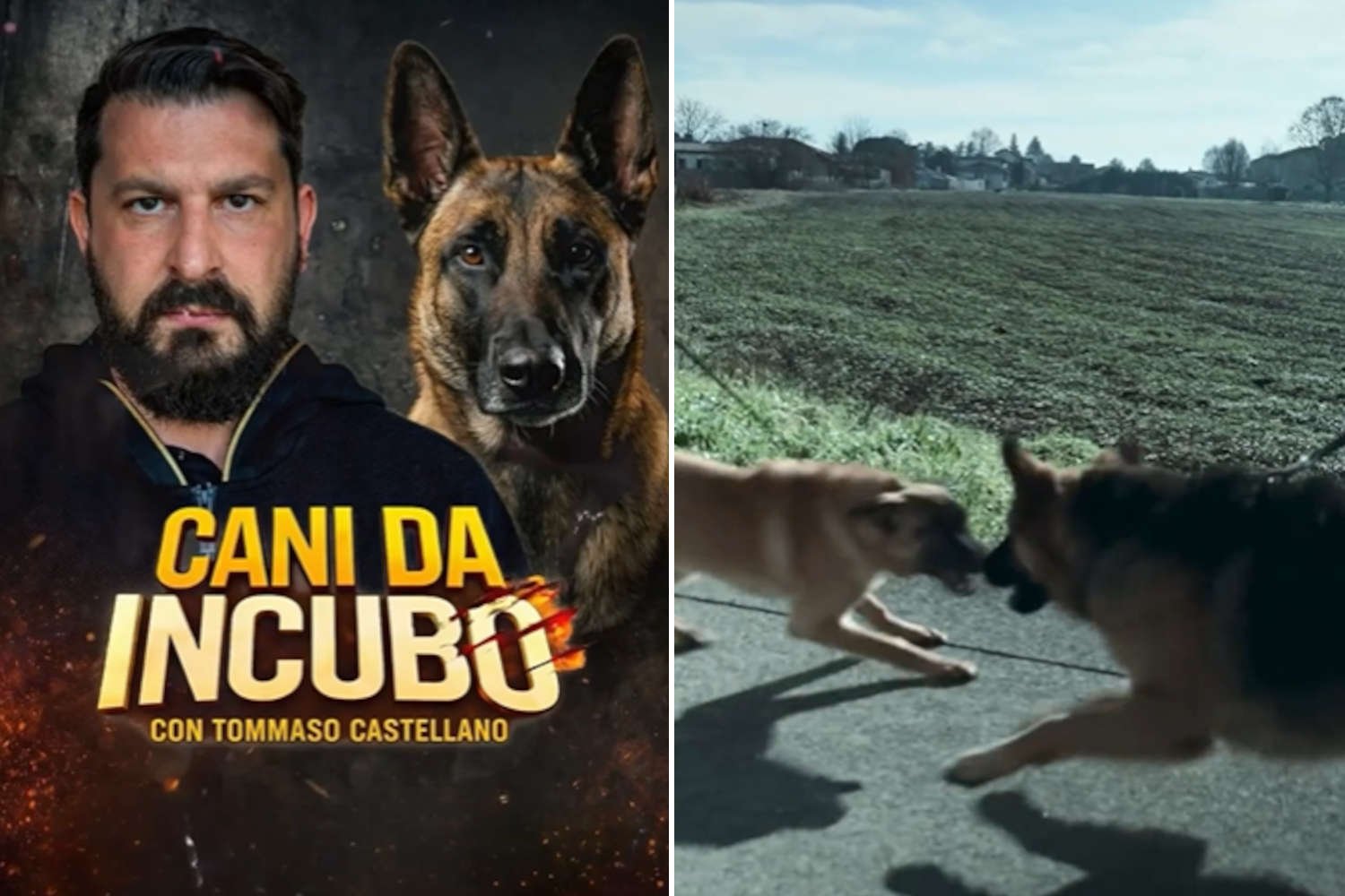 “Cães pesadelo” na tempestade, veterinários e Enpa contra a série de TV na Amazon: “parem de fazer espetáculo de métodos coercitivos”