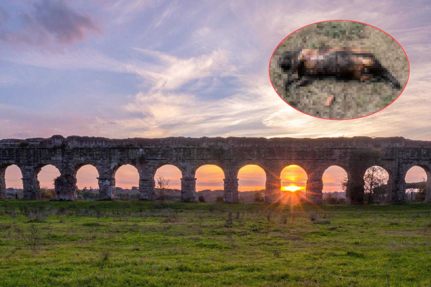 Gato encontrado horrorizado e carbonizado no Parque do Aqueduto de Roma: “um fato perturbador que não pode ser subestimado”