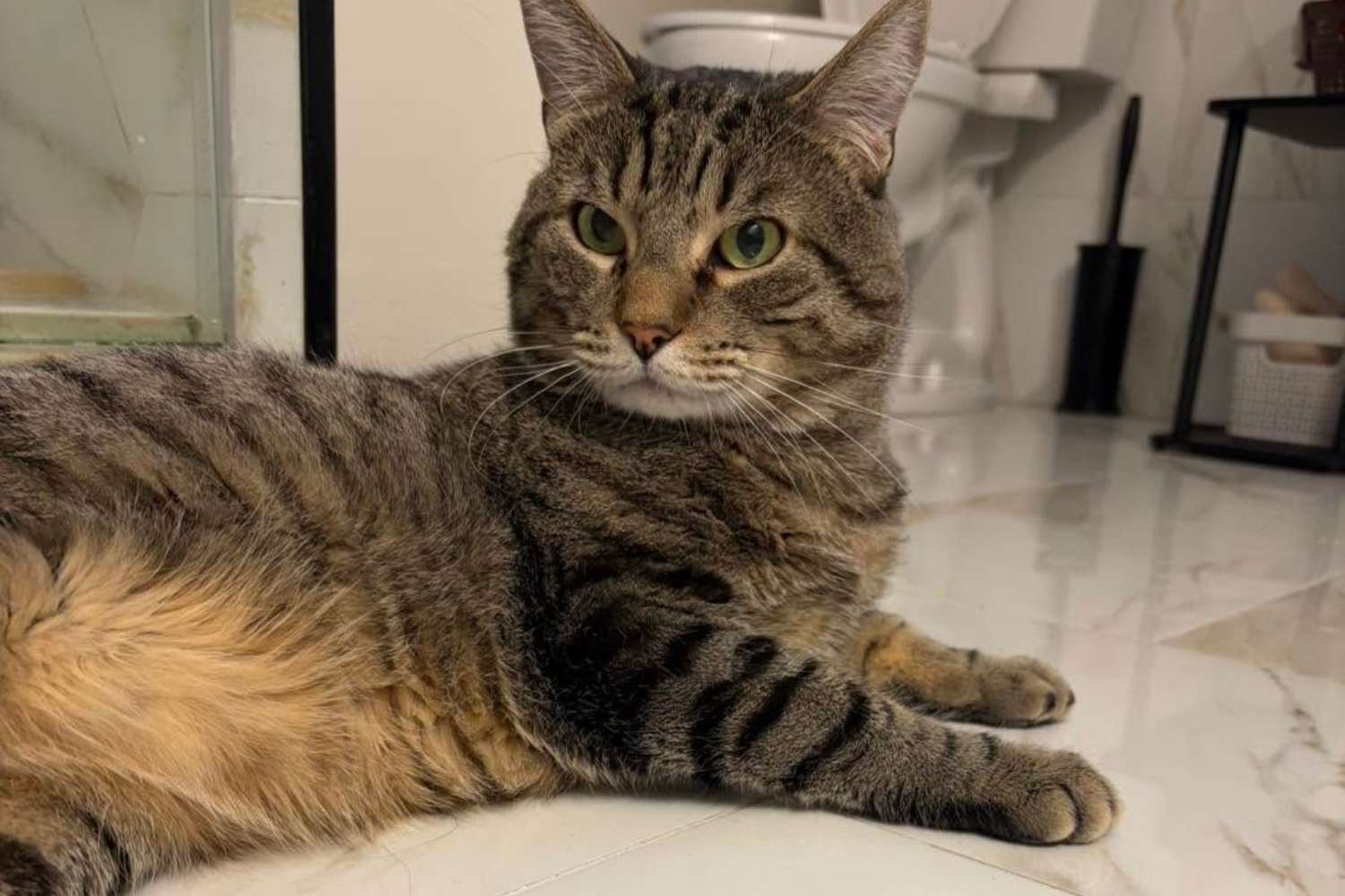 Trancado numa gaiola durante anos, este gatinho está agora à procura de uma nova família: o seu renascimento irá emocioná-lo
