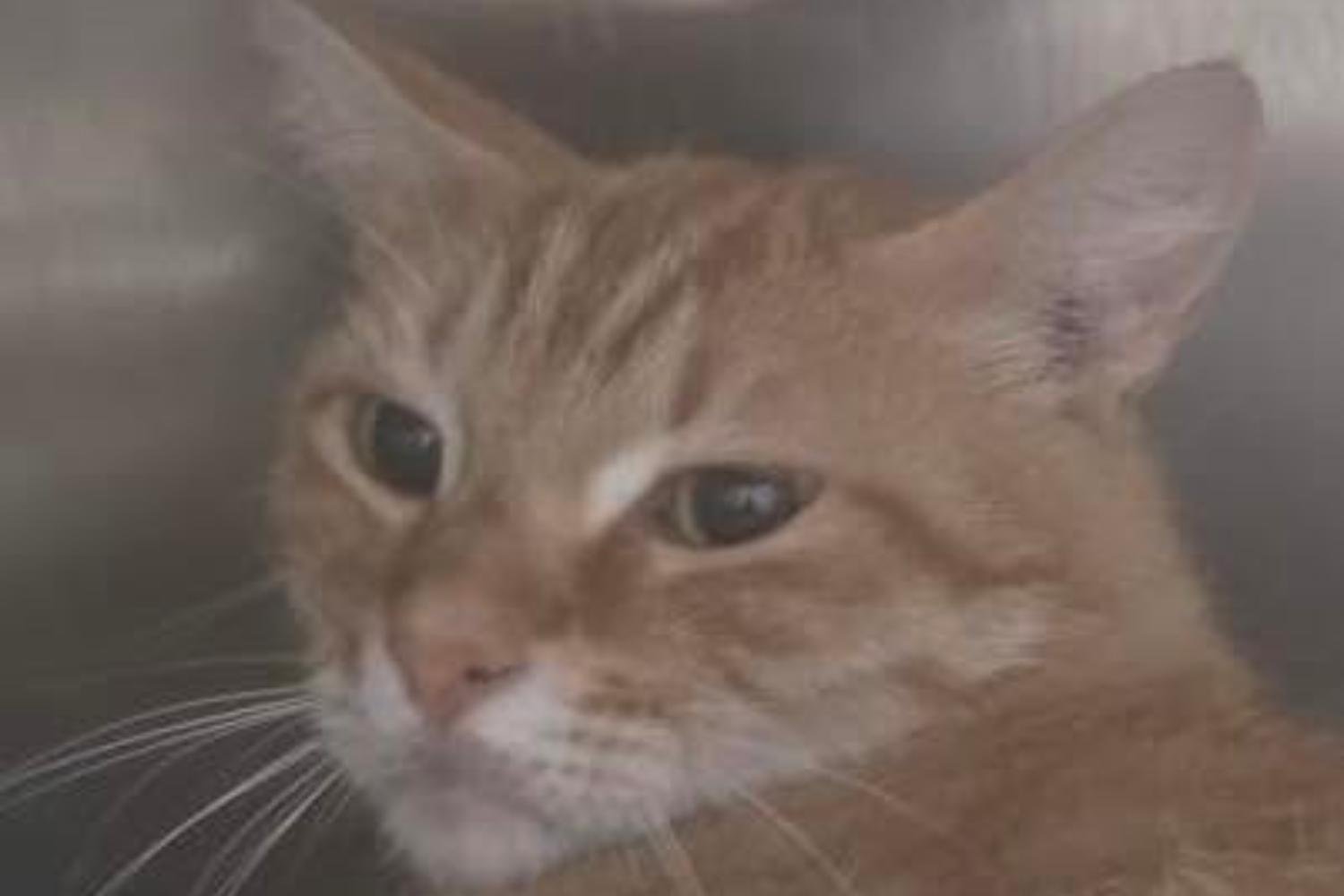 O gatinho Pongo, adotado pelo bairro Trullo, em Roma, foi morto a tiros: “ajude-nos a encontrar o culpado”