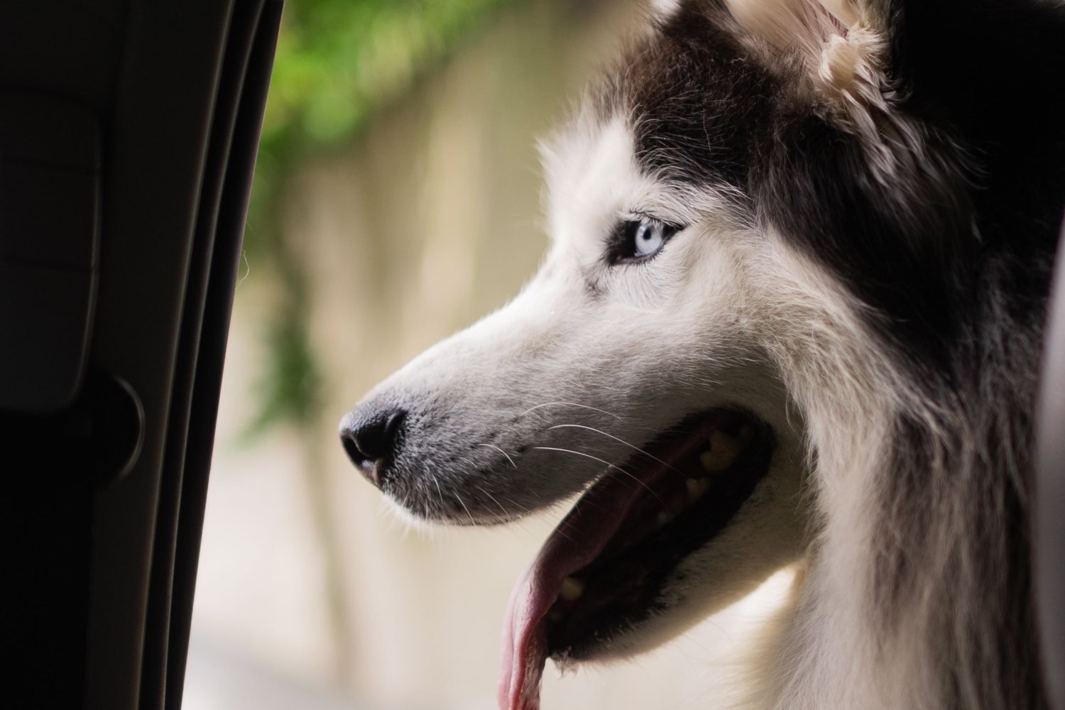 Polícia salva um Husky dentro de um carro quente, mas é obrigado a devolvê-lo ao dono que o deixou ali para ir a uma festa