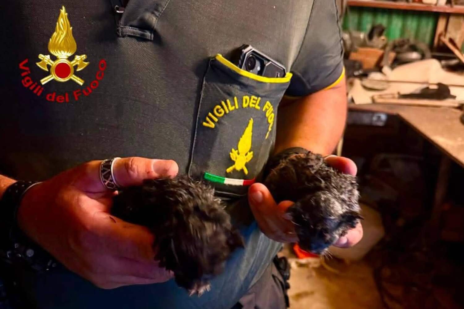 Milagre em meio às chamas em Montecatini Val di Cecina: bombeiros salvam dois gatinhos recém-nascidos do incêndio