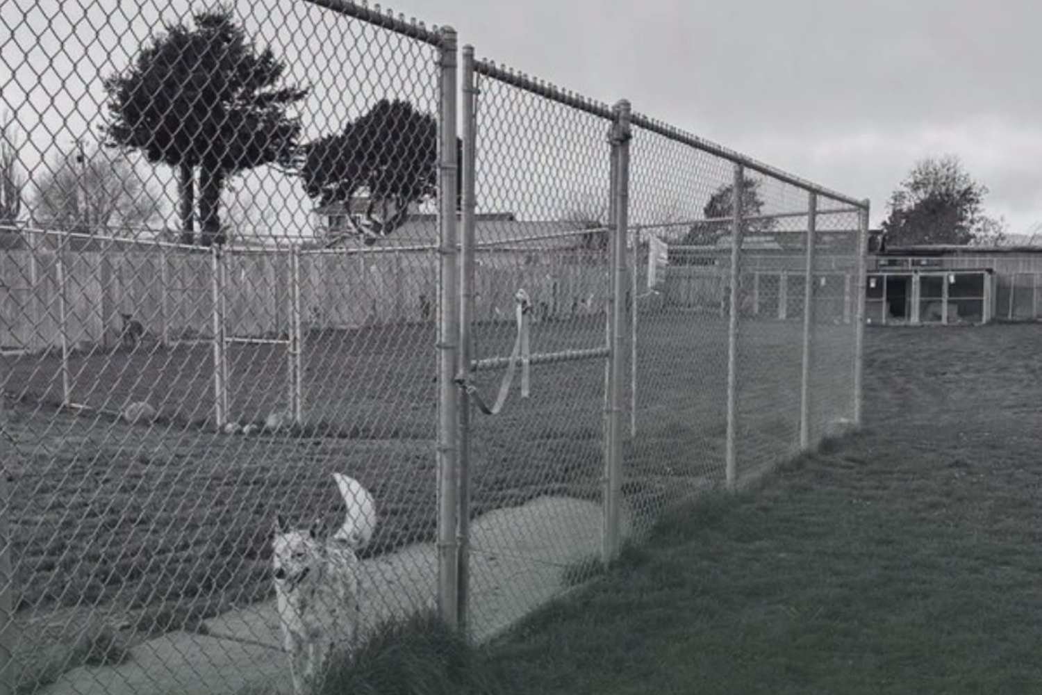 Horror na Califórnia: os restos mortais de 117 cães descobertos em um abrigo “não-matar”: eles foram supostamente executados com armas de fogo e enterrados em valas comuns