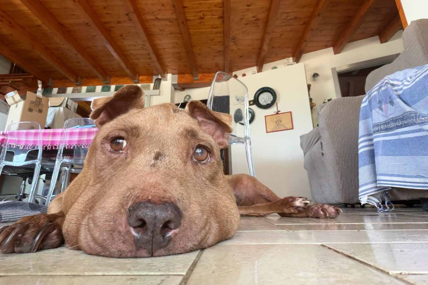 Boa ponte, Palla: o cachorro encontrado com uma corda no pescoço morreu (e se tornou um símbolo dos animais maltratados)