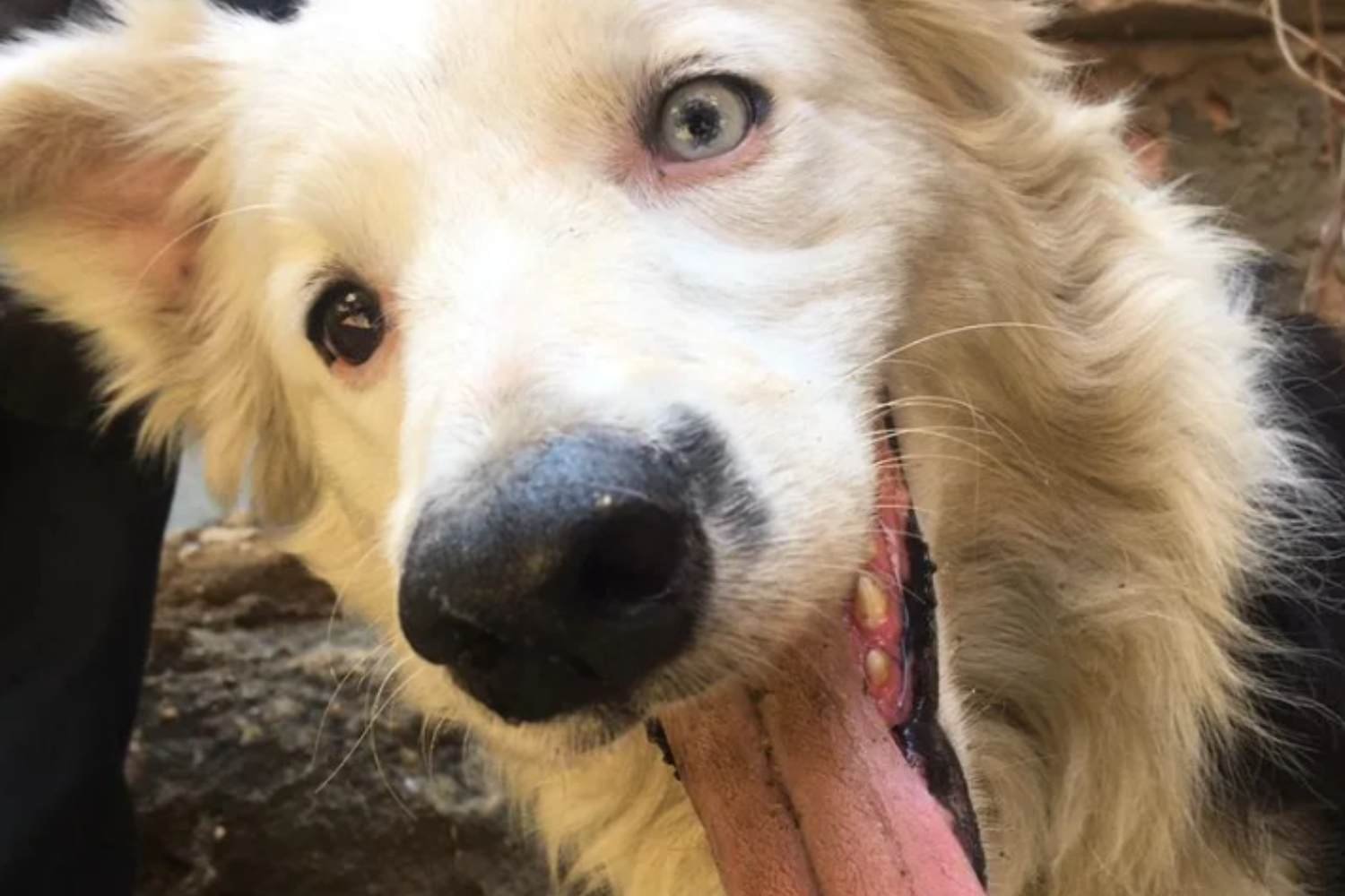 Tsunami, de cachorrinho maltratado a cão herói na Venezuela: a emocionante história do Border Collie que salva vidas entre os escombros