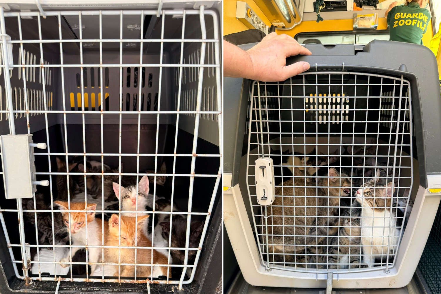 Horror em apartamento de campo de concentração em Vicopisano: mais de 60 gatos encontrados amontoados e desnutridos