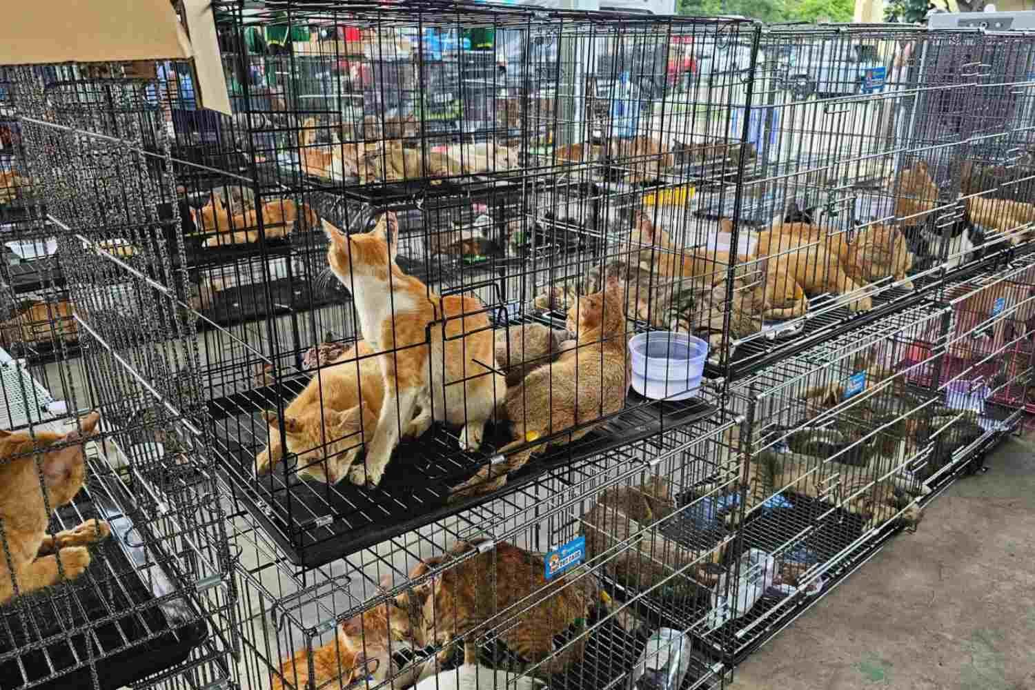 400 gatos roubados de famílias e destinados ao abate são salvos: enorme rede criminosa desmantelada no Vietnã