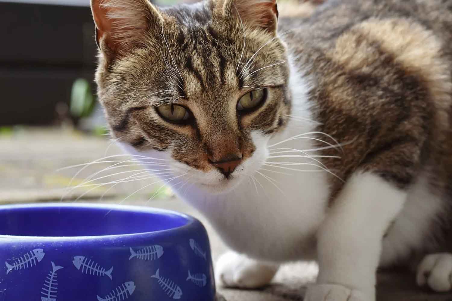 Quantos anos seu gato teria se fosse uma pessoa? Este estudo descobriu a nova tabela para calcular a idade