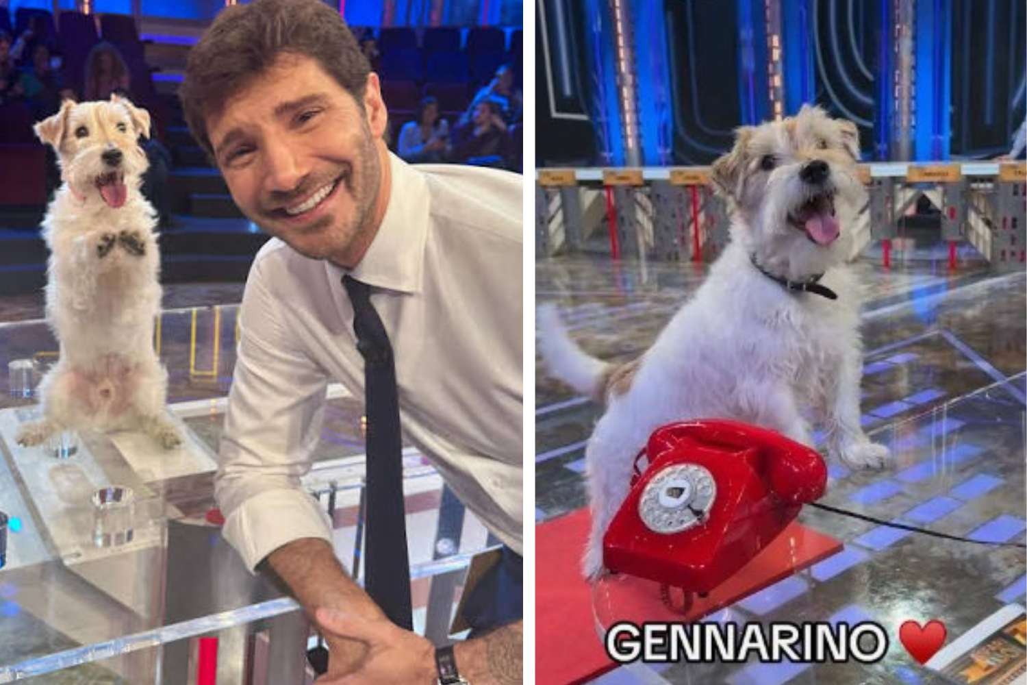 Gennarino deixa Affari Tuoi e vai para a “aposentadoria”: um novo mascote de quatro patas o substituirá?